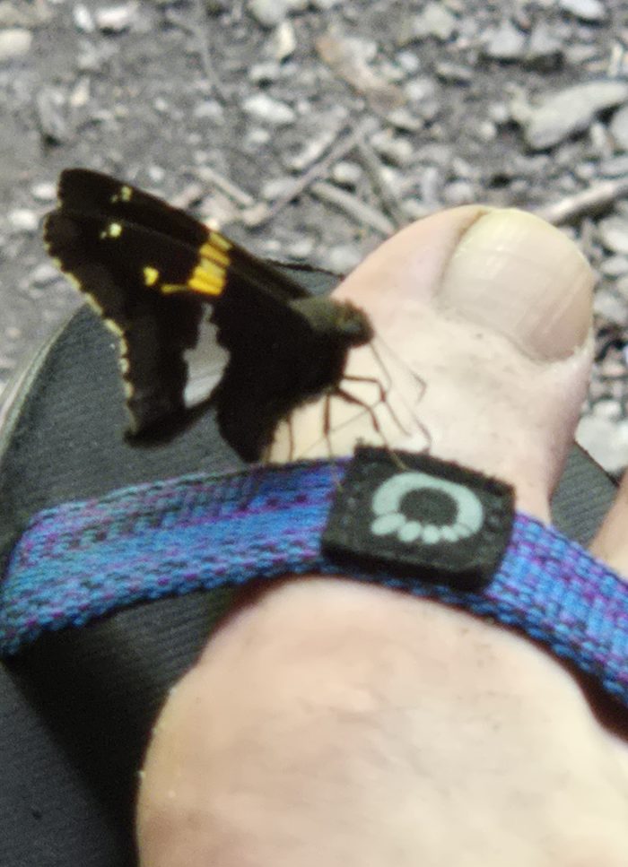 Black butterfly with gold bars resting on toe of sandered foot. 