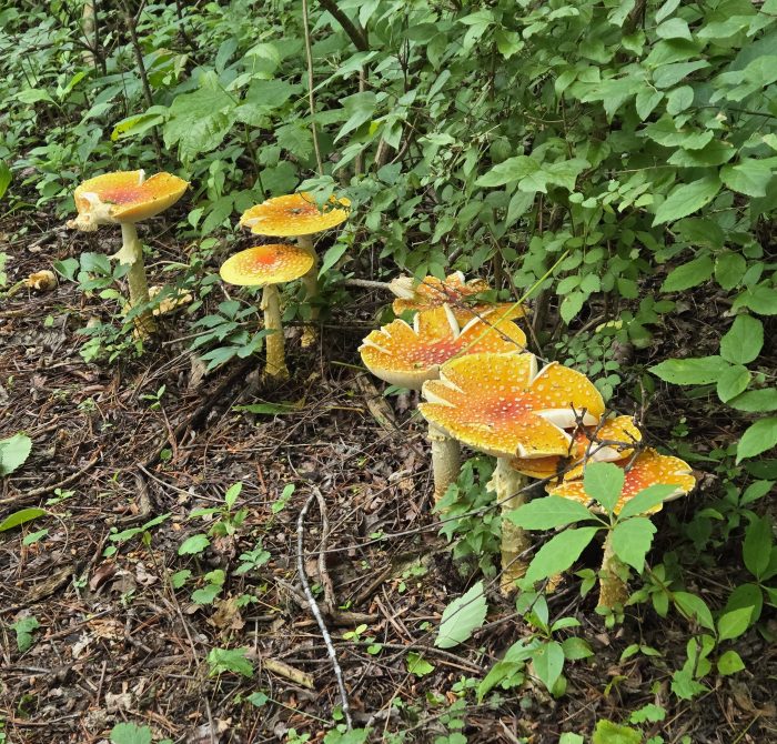 Un grupo de hongos amarillos de color naranja