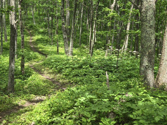 Easy forest trail with trees and green plant understory