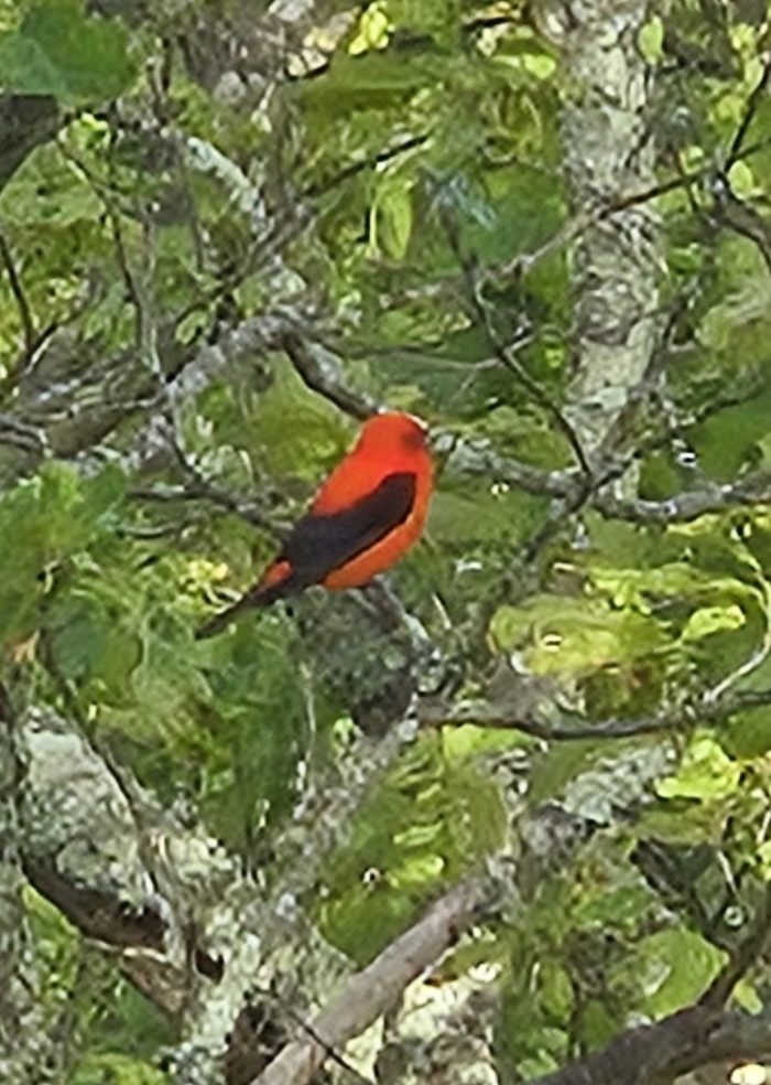 Close up of a scarlet tananger in green leaves