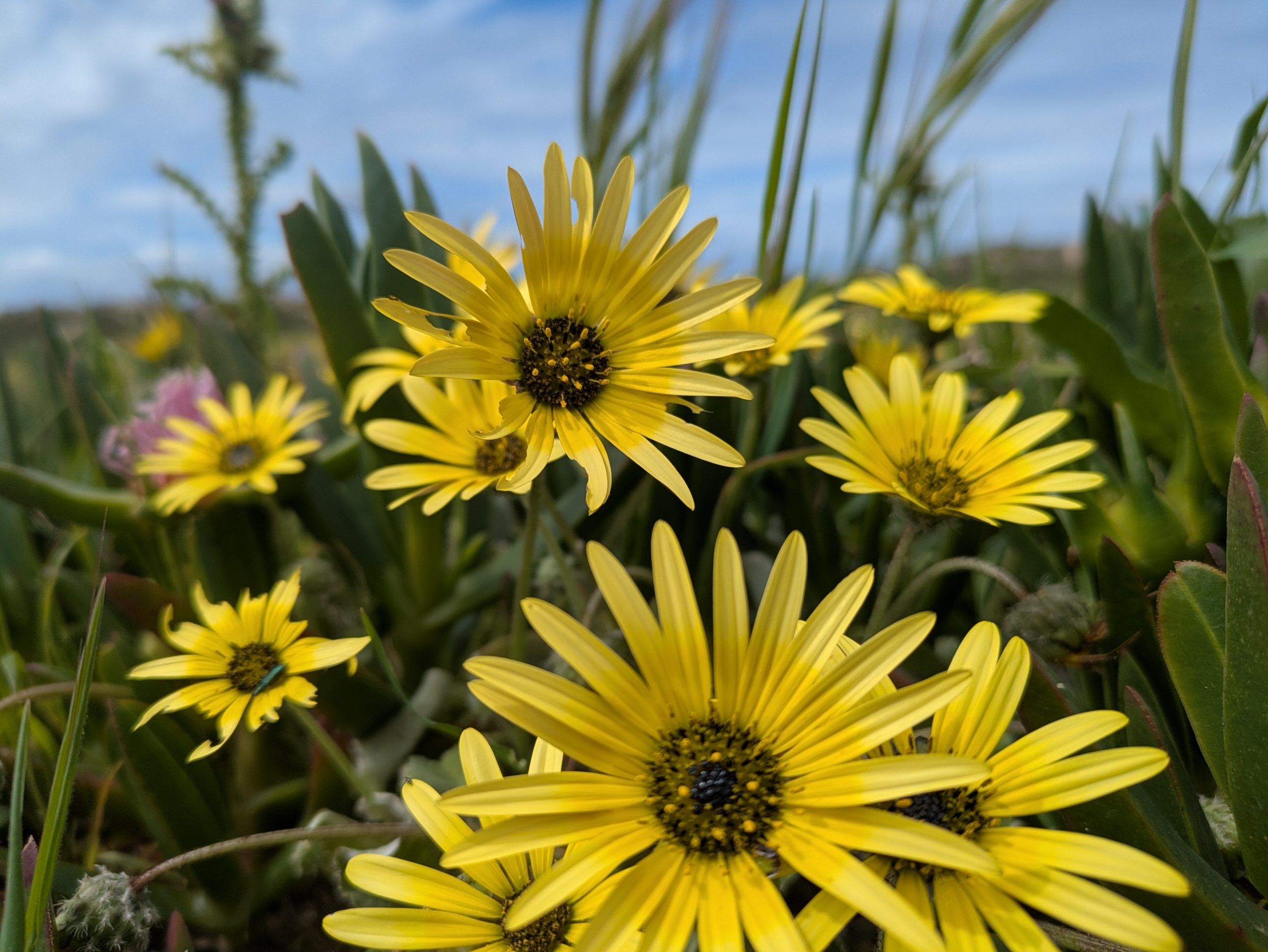 A close -up of vibrant yellow wild flowers that grow along the broken vicentine path in Portugal, with a soft green herb in the background.