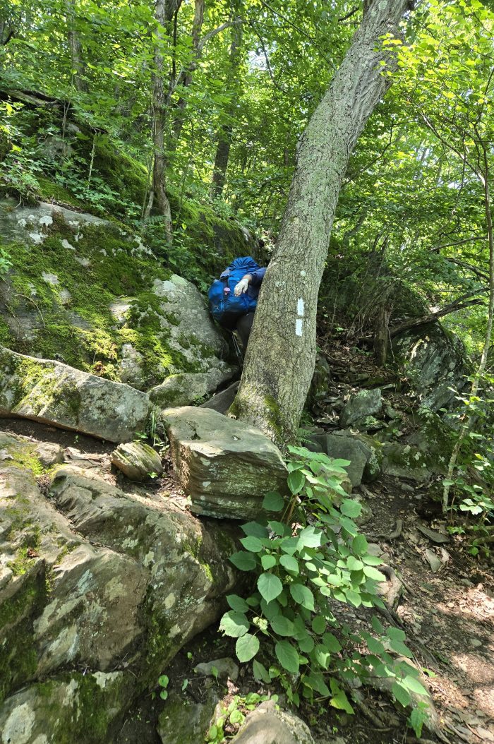 Backpack that disappears behind a large tree with a double white fire. The rocks surround the tree, which makes it difficult to find a path.