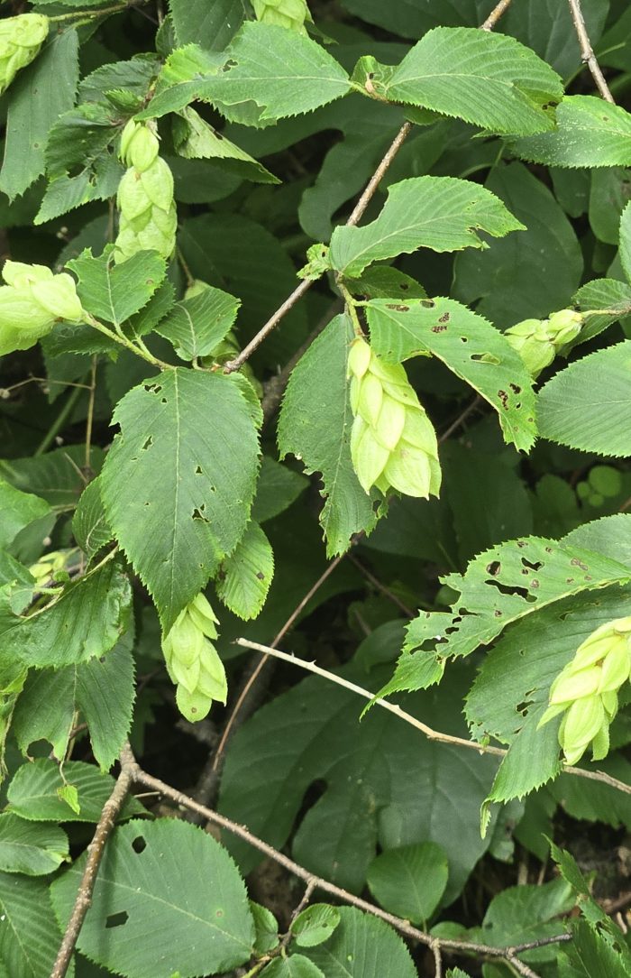 Hornbeam Plant of Hops American Hops immature