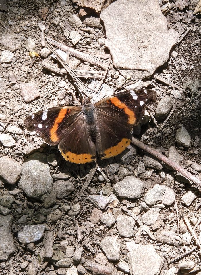 La mariposa marrón con el camino de los animales en las alas 