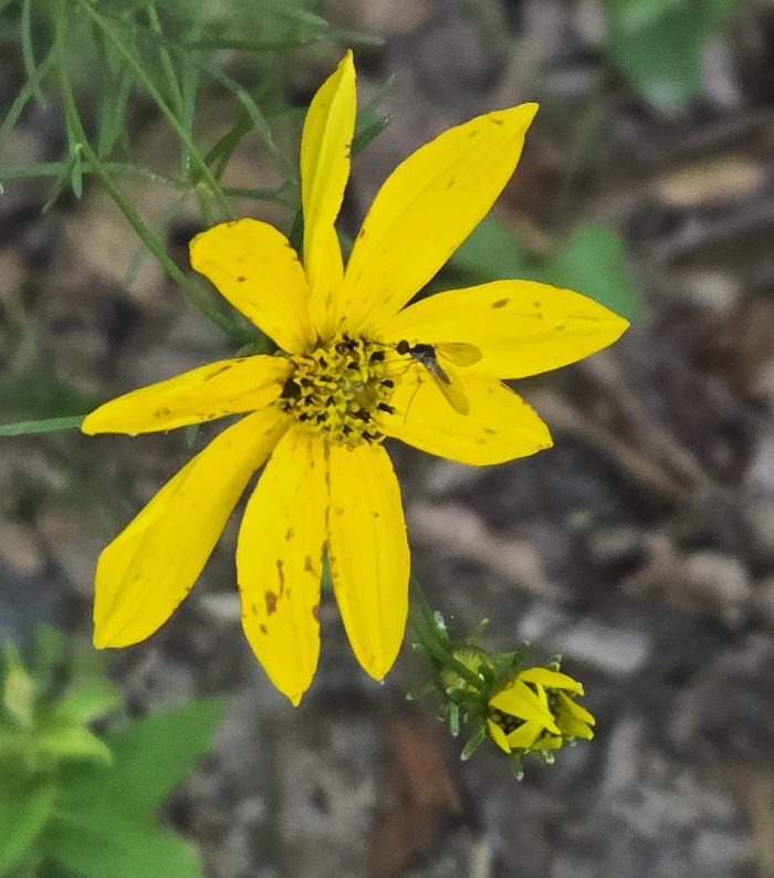 Amarillo y mosquitos por allí. 