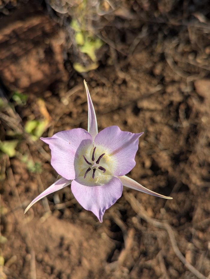 Las flores parece ser bastante mejor en el calor