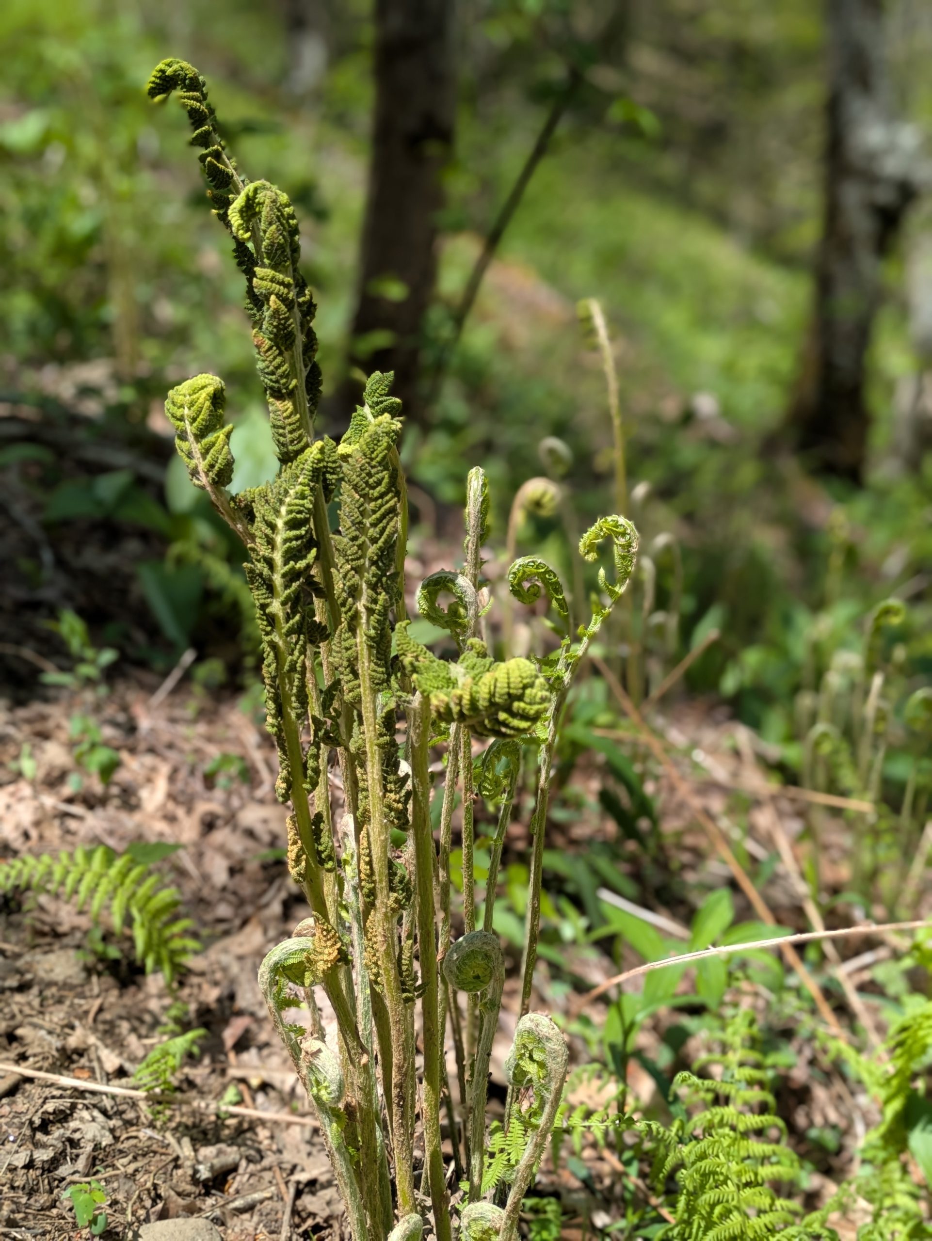 A fern with foliage about to unfurl.