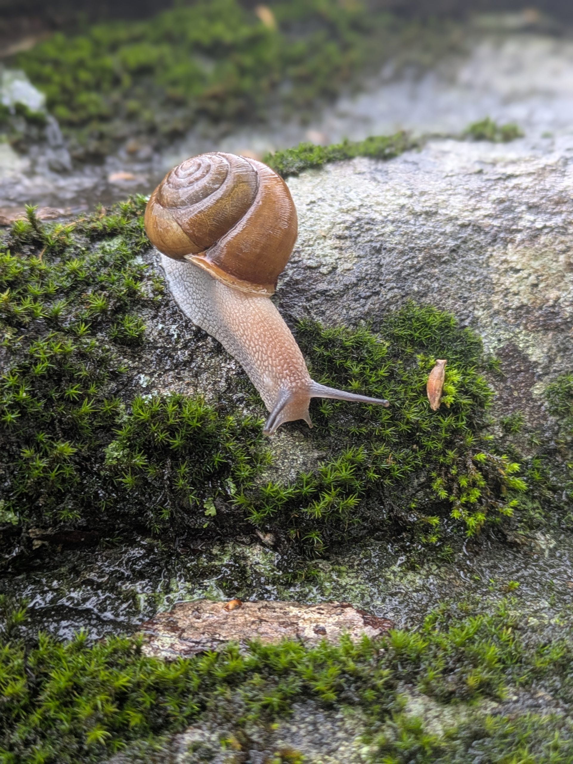 A snail on a mossy log.