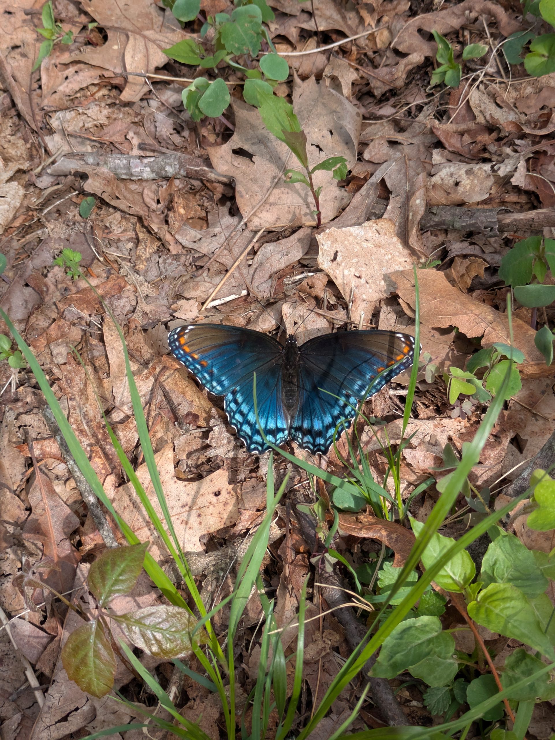 Blue butterfly resting on fallen leaves.