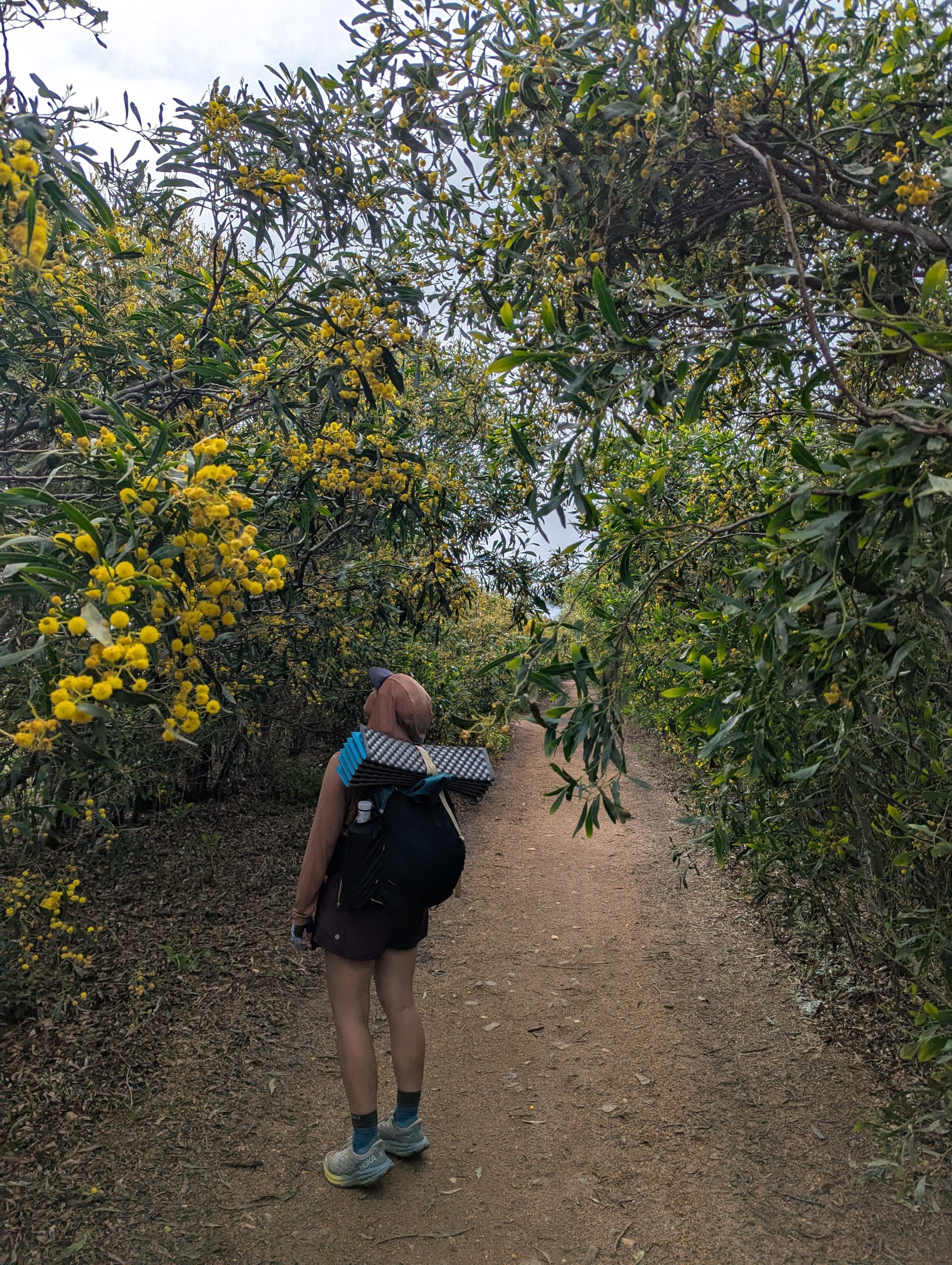El excursionista camina en el dolih hasta los túneles de color verde lluvia de los cultivos de cultivos y bosques de pinos a lo largo del segundo Fisher Triwerman, cerca de Cavaliro.