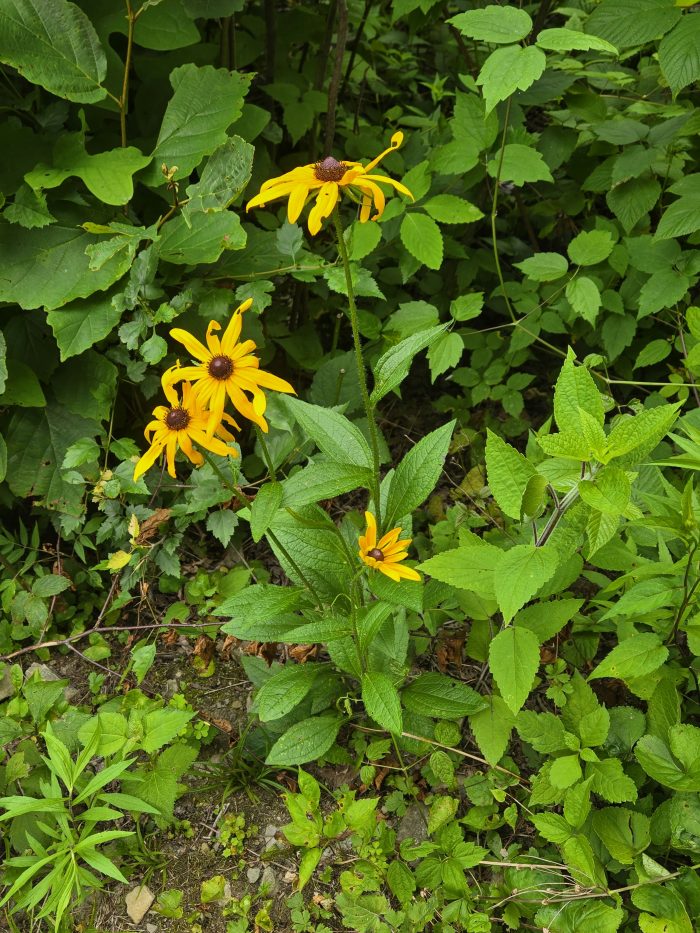 Flor ecceanacia salvaje. 