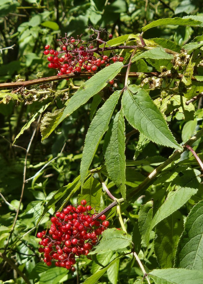 Plantas de saúbas rojas este 