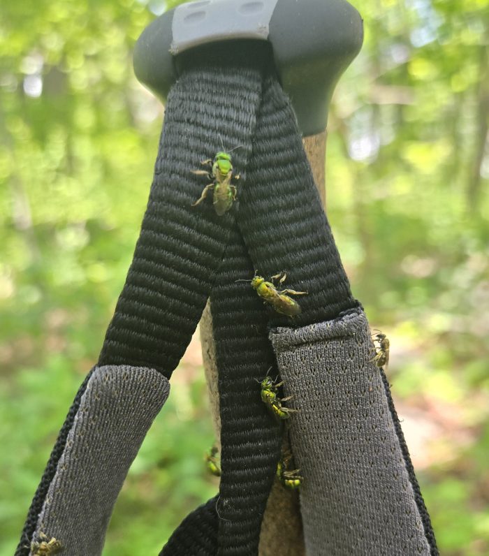 El sudor de abeja verde en el mango del poste de trekking