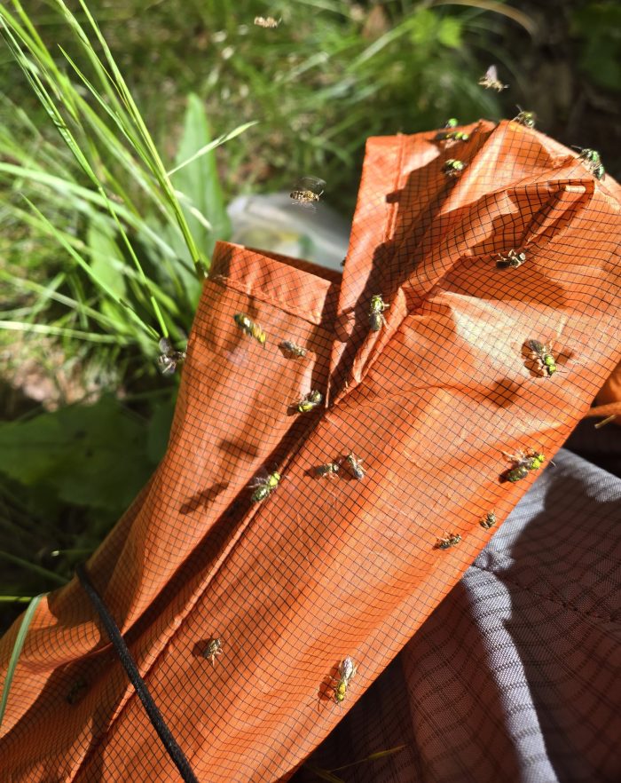 Prefiere sudar de oro en bolsas de nylon naranja