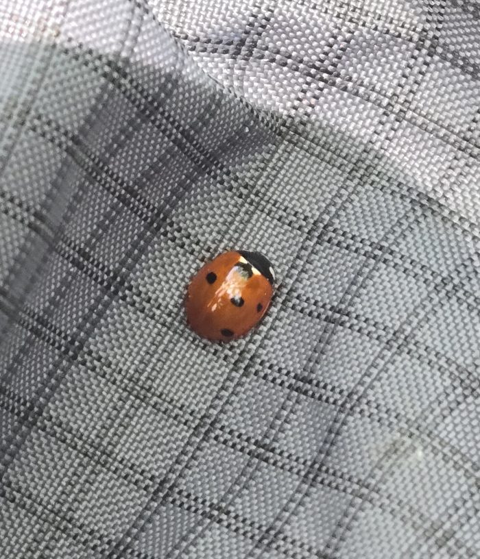 Insectos rojos y negros en la tela de fútbol gris