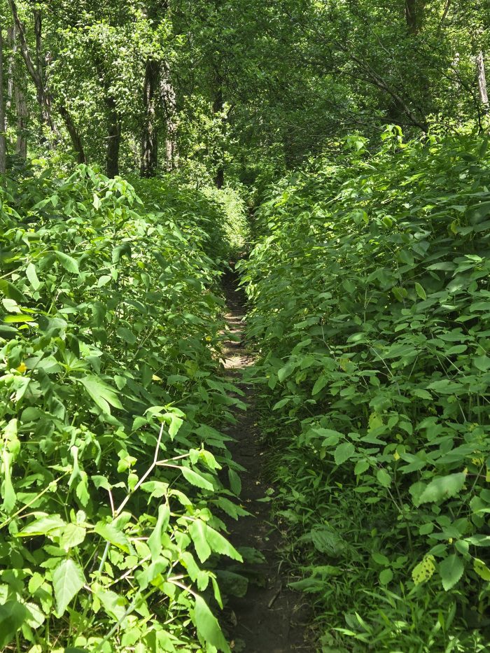 Horas un estrecho estrecho a través de las plantas verdes verdes