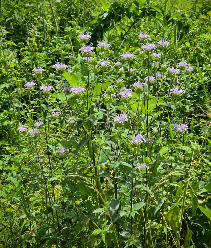 Fuego de BigPamot de color lavanda