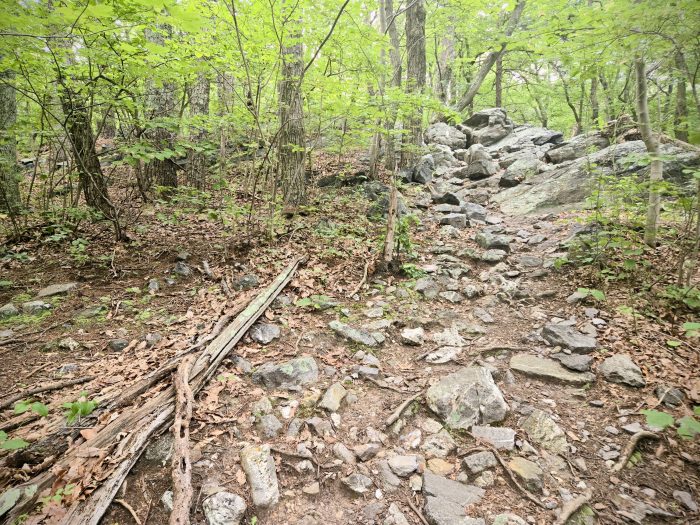 Rocky Road en el bosque