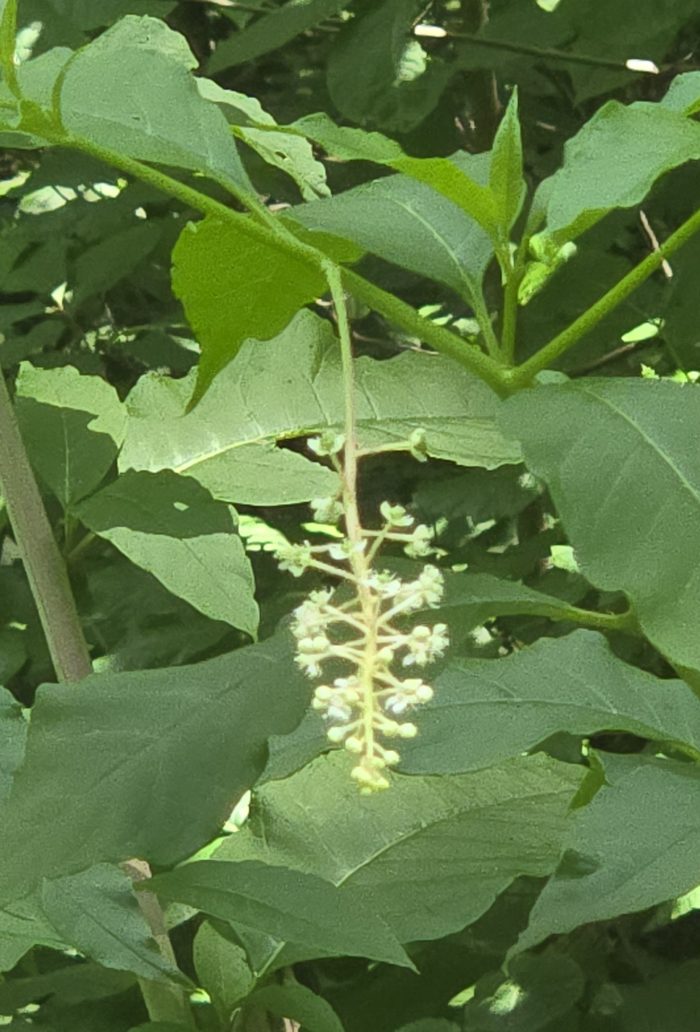 Flores blancas y hojas verdes con asientos de arbustos. 