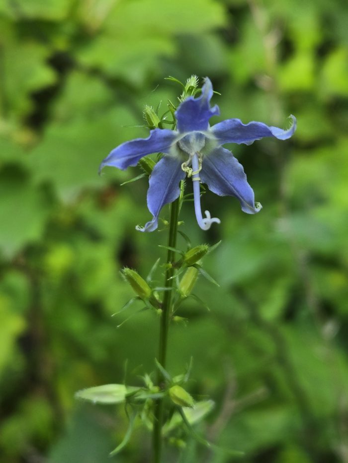 Bellfflower alto, flores azules en el tallo verde