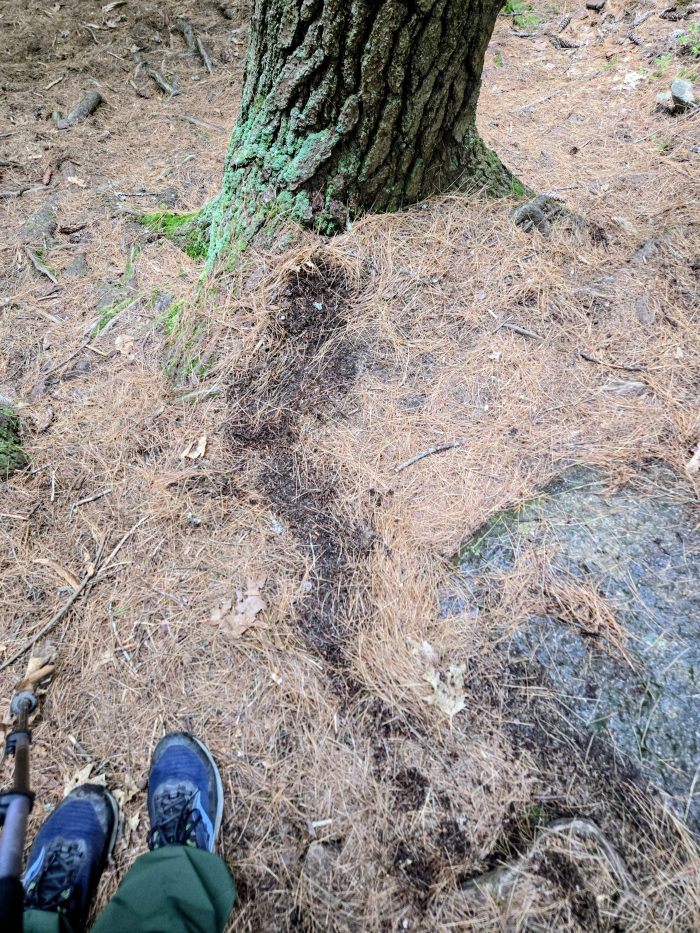 El signo del patín en el sendero donde se desliza el excursionista en agujas de pino. 