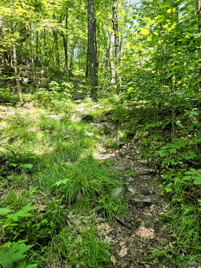 Boscoso trail with some rocks around. 