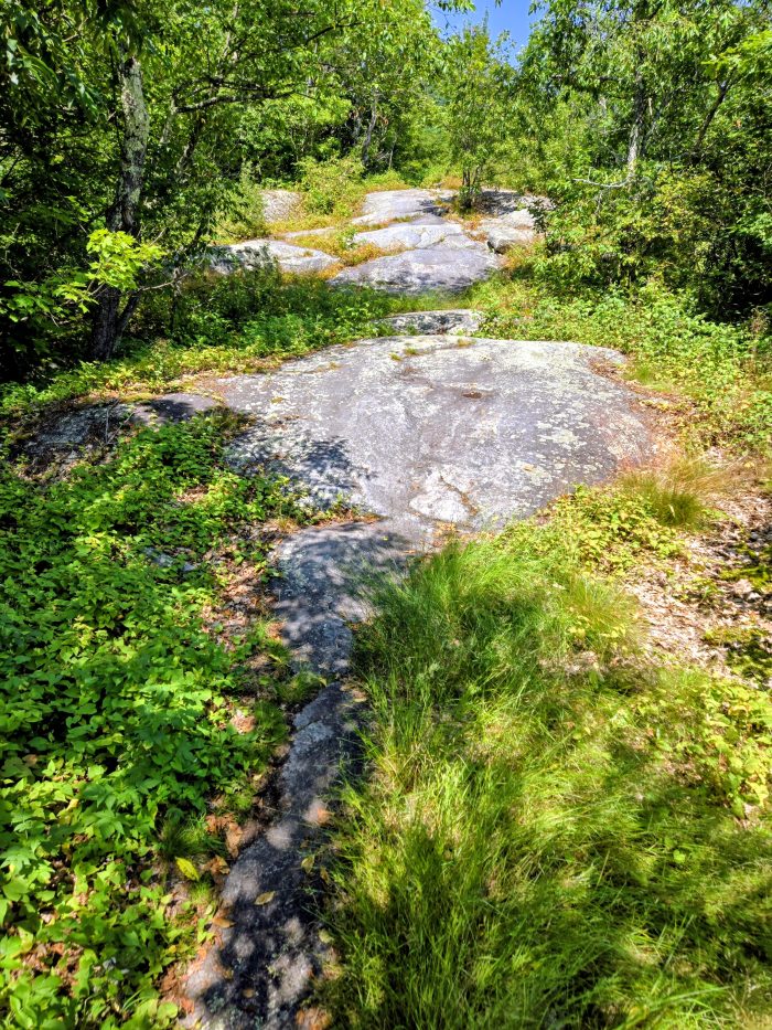 Hike on large rock slabs with plants and trees edge