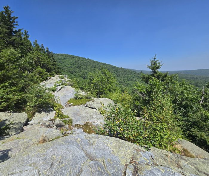 Walk completely on rock slabs with trees and grass at a distance. 
