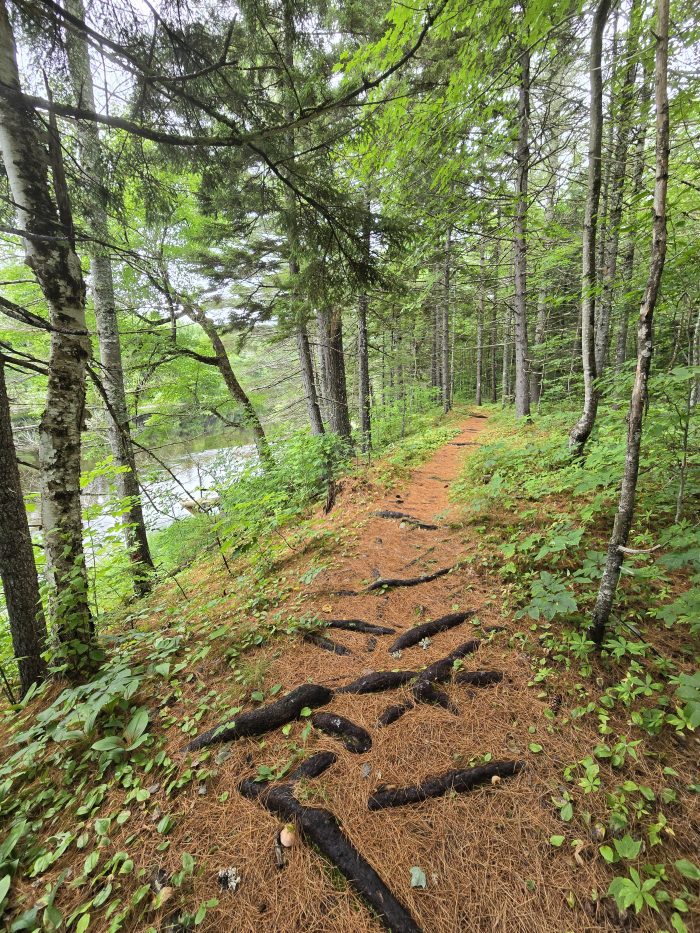 Forest path with many roots and pine needles