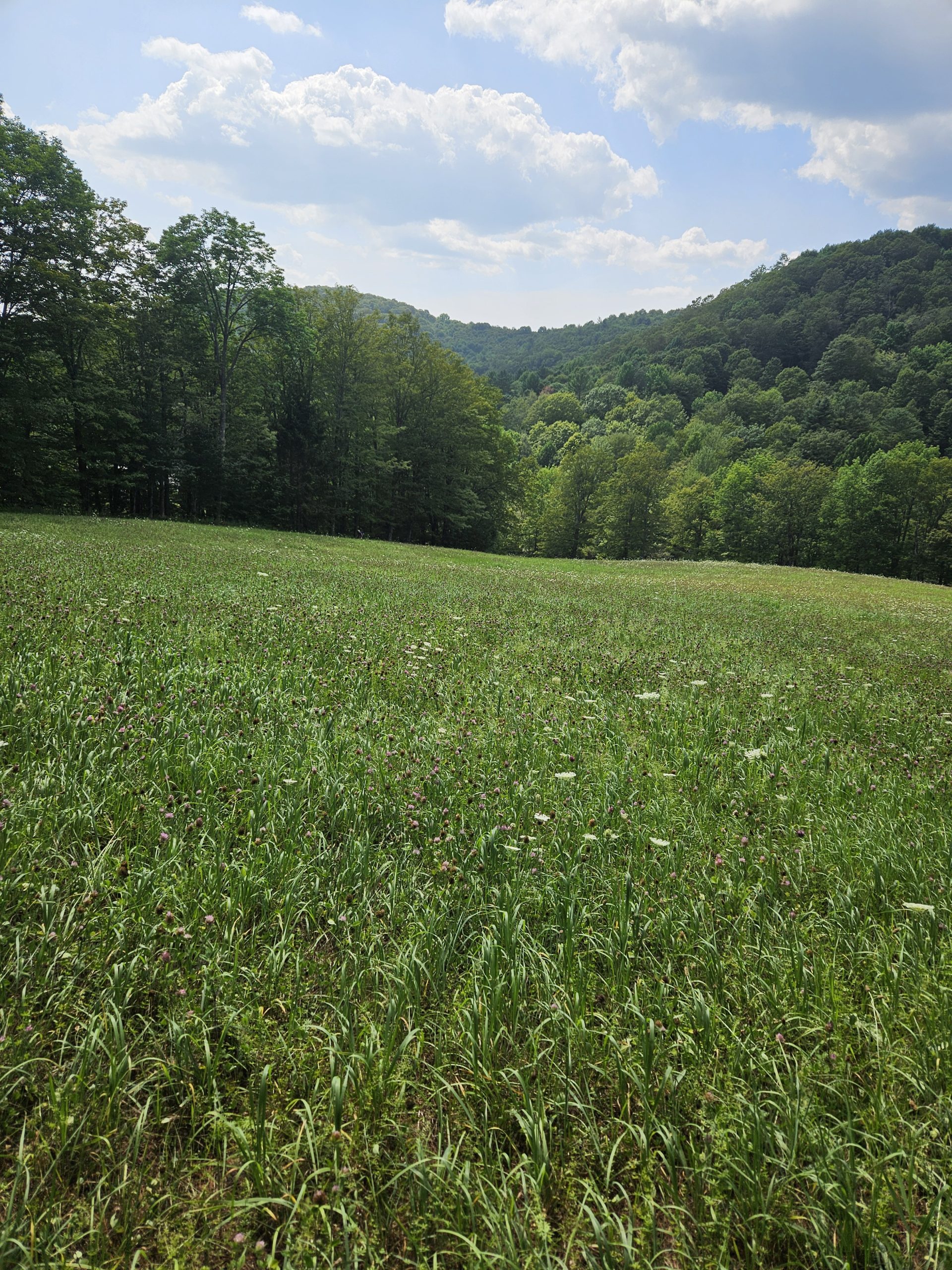 Walking for this field in Vermont, I had a strong impulse for an ice cream from Ben and Jerry!
