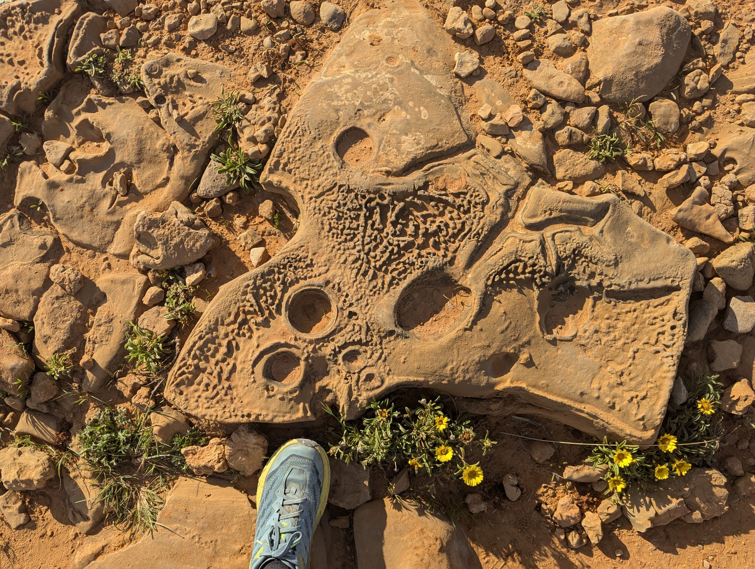 Geological rock formation along the path of fishermen in Portugal with textures in the form of bubbles embedded in the stone