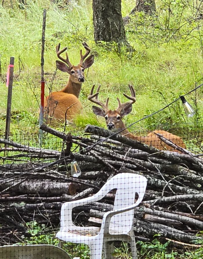 two male deer with antlers resting in front of a wood pile and lawn chair