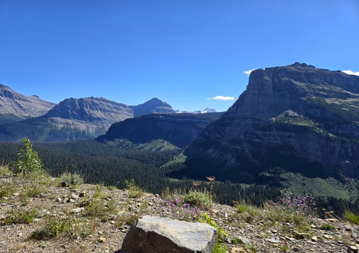Mountains with blue sky and grass with wildflowers in front