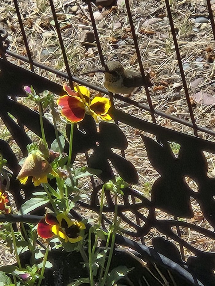 hummingbird on fence by pansy plants