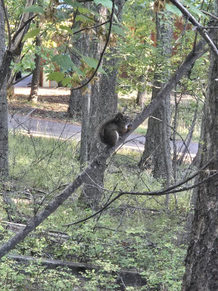 squirrel napping on tree