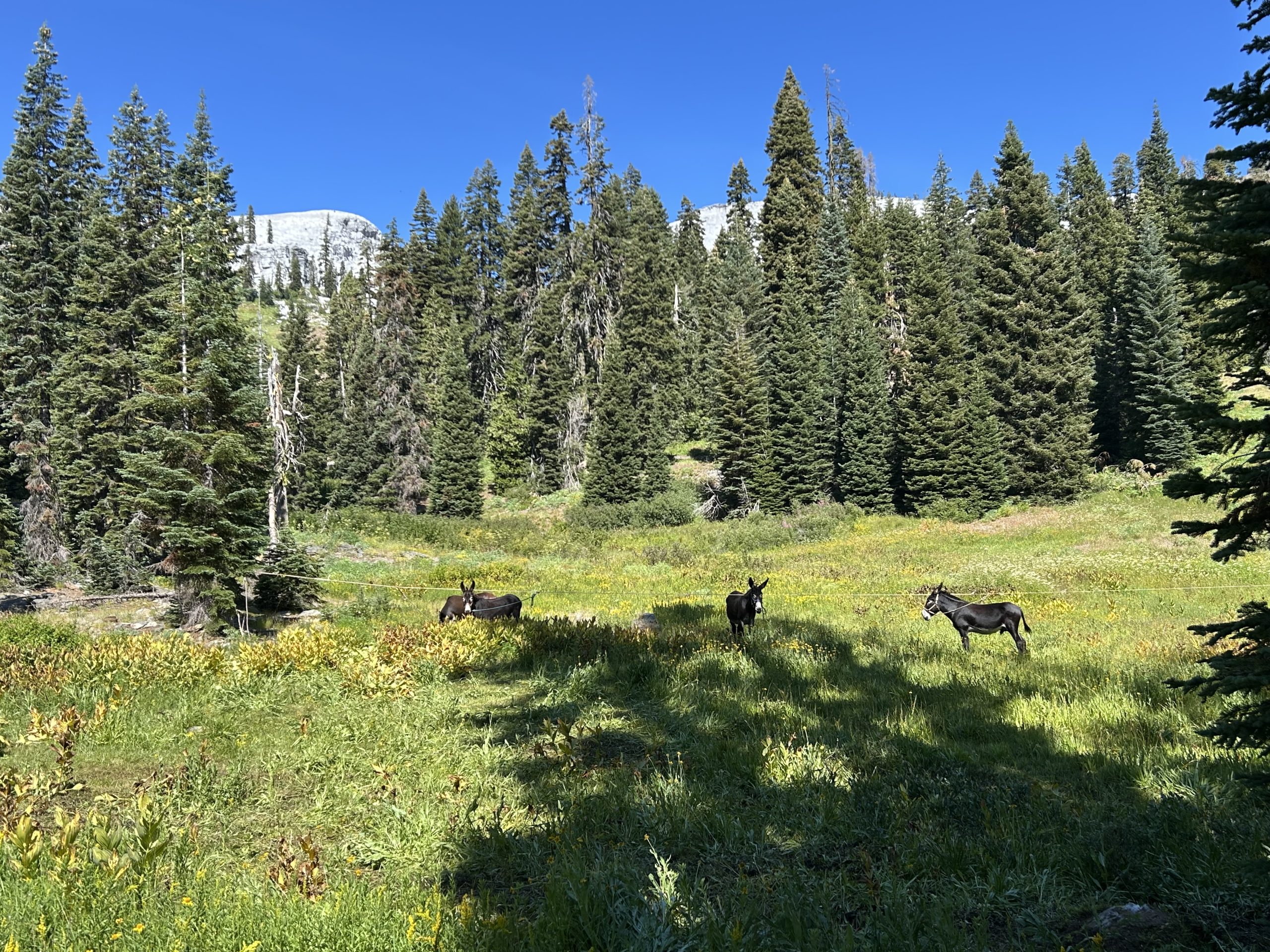 PCT SOBO DAY 56 – A horrible wound