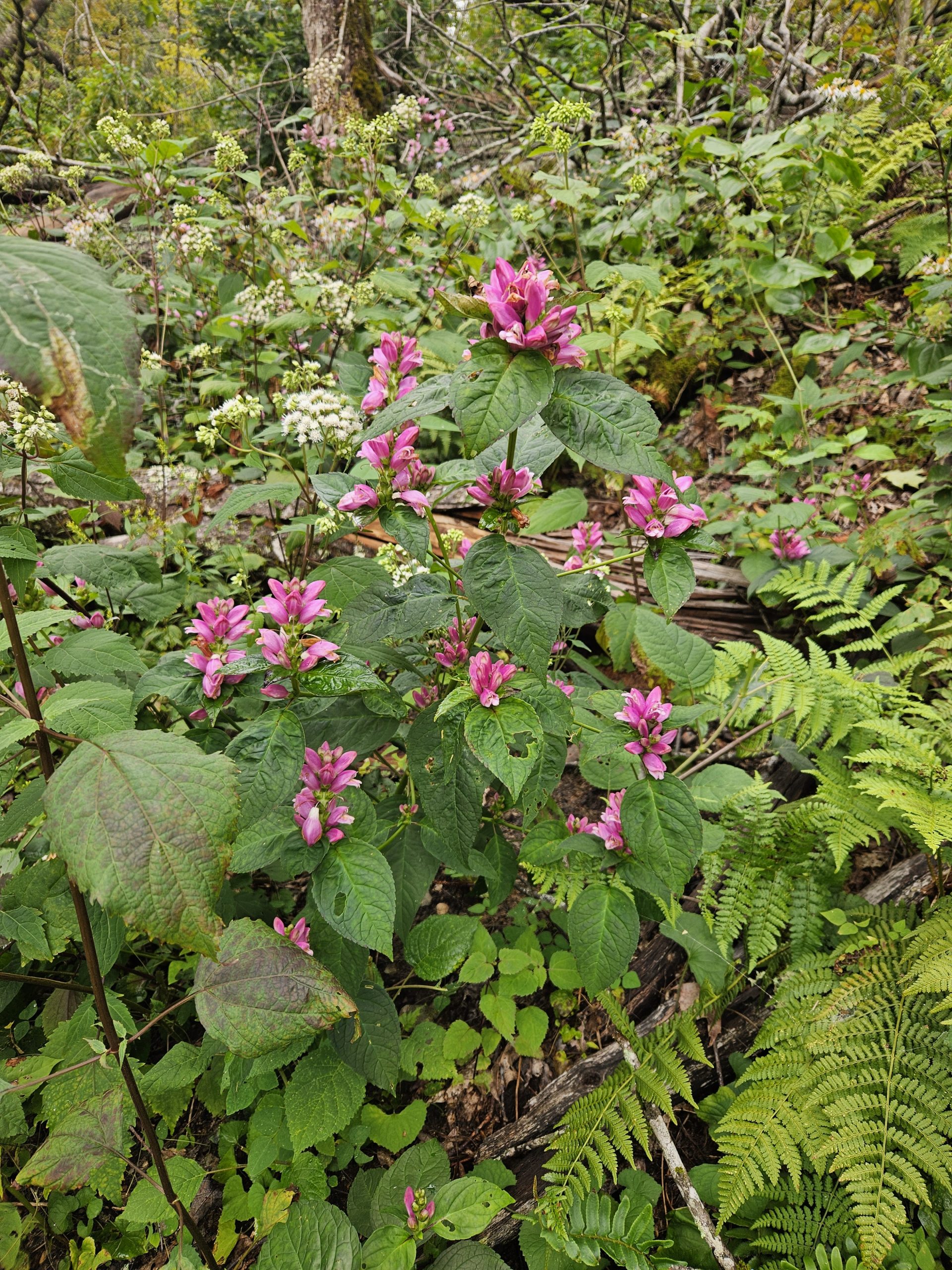 Las flores silvestres florecen en abundancia donde los árboles caídos han abierto el piso a más de la luz solar.