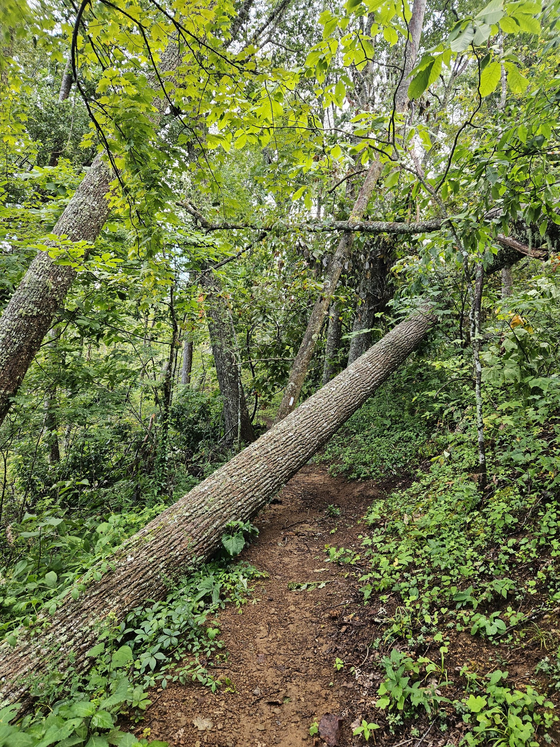 Da miedo caminar en estos bosques, sabiendo que los árboles dañados continúan cayendo. 