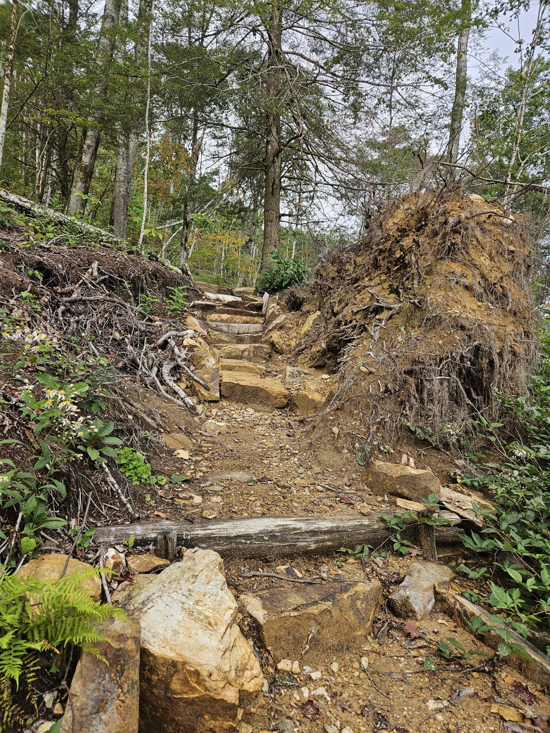 Estos escalones de piedra se construyeron entre dos enormes fallas de raíces de árboles caídos, de modo que el camino era satisfactorio. 