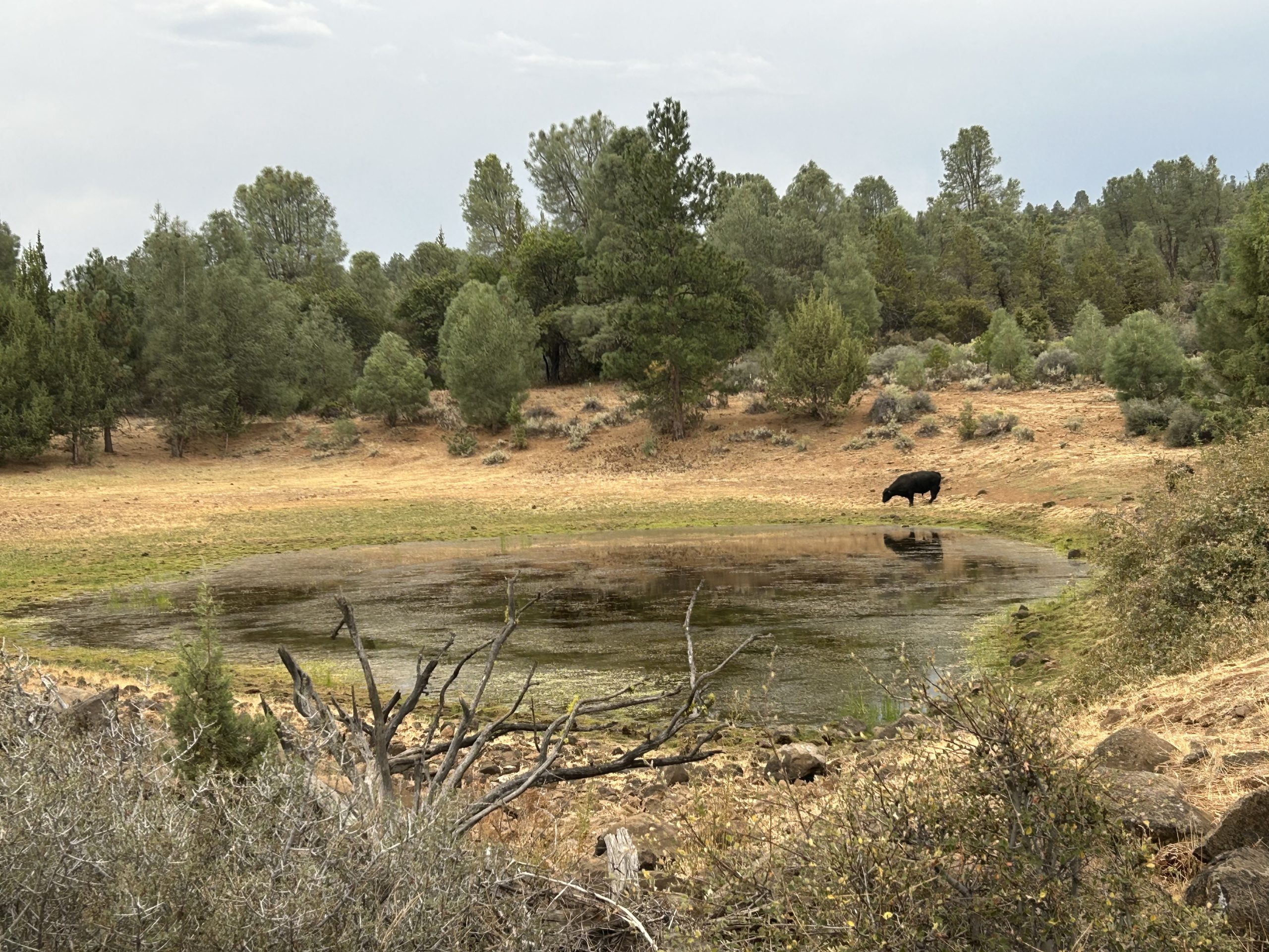PCT SOBO DAY 67 – SAVED BY A CACE