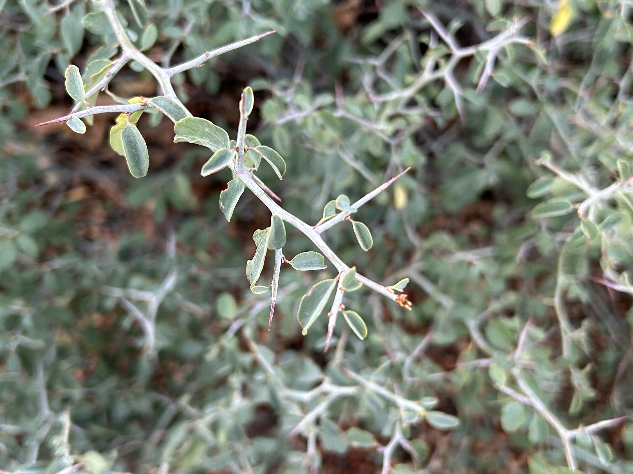 PCT SOBO DAY 69 – Miles of thorns
