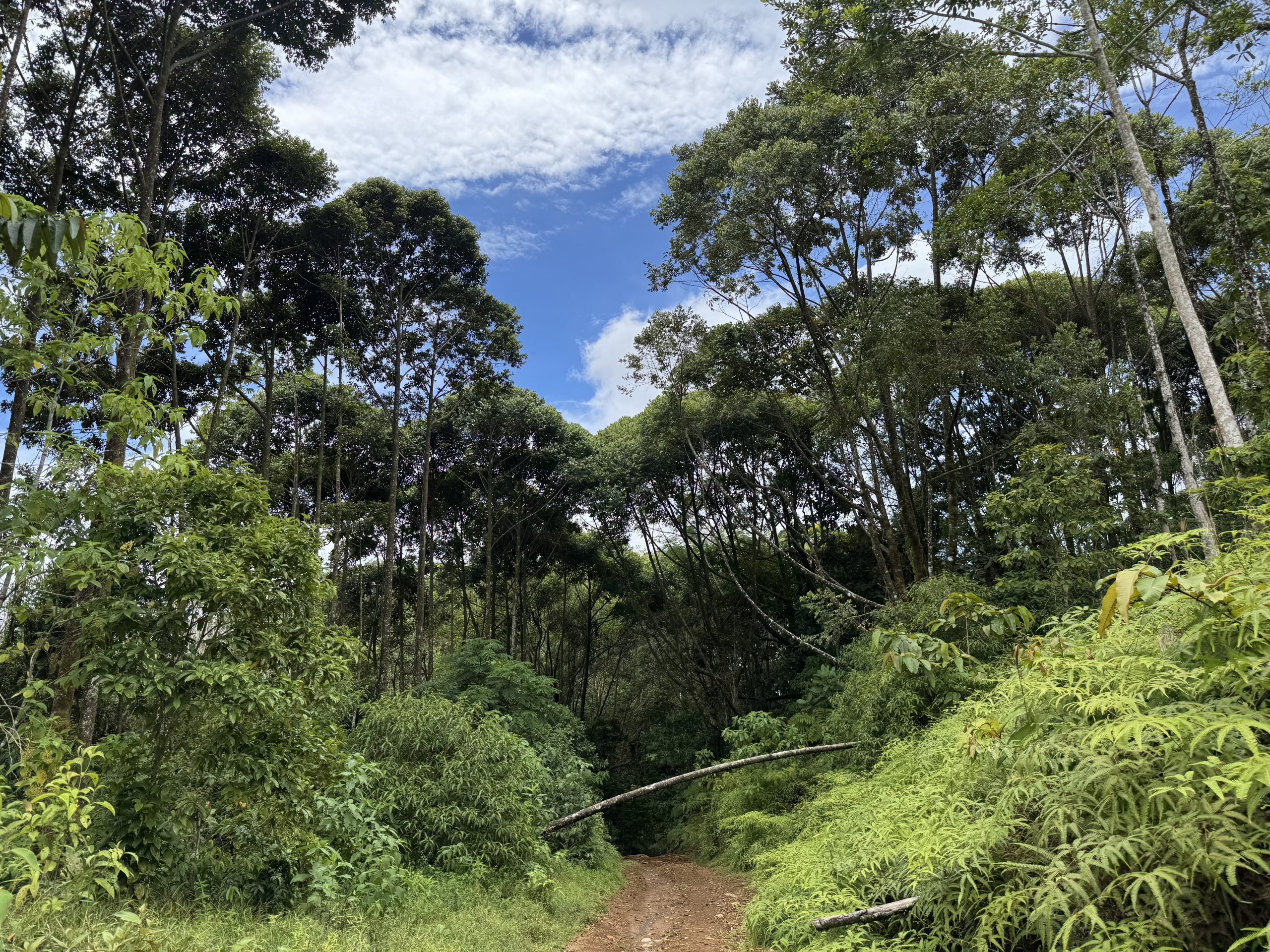 The Costa Rica road; An Introduction | Archivo Histórico RTA