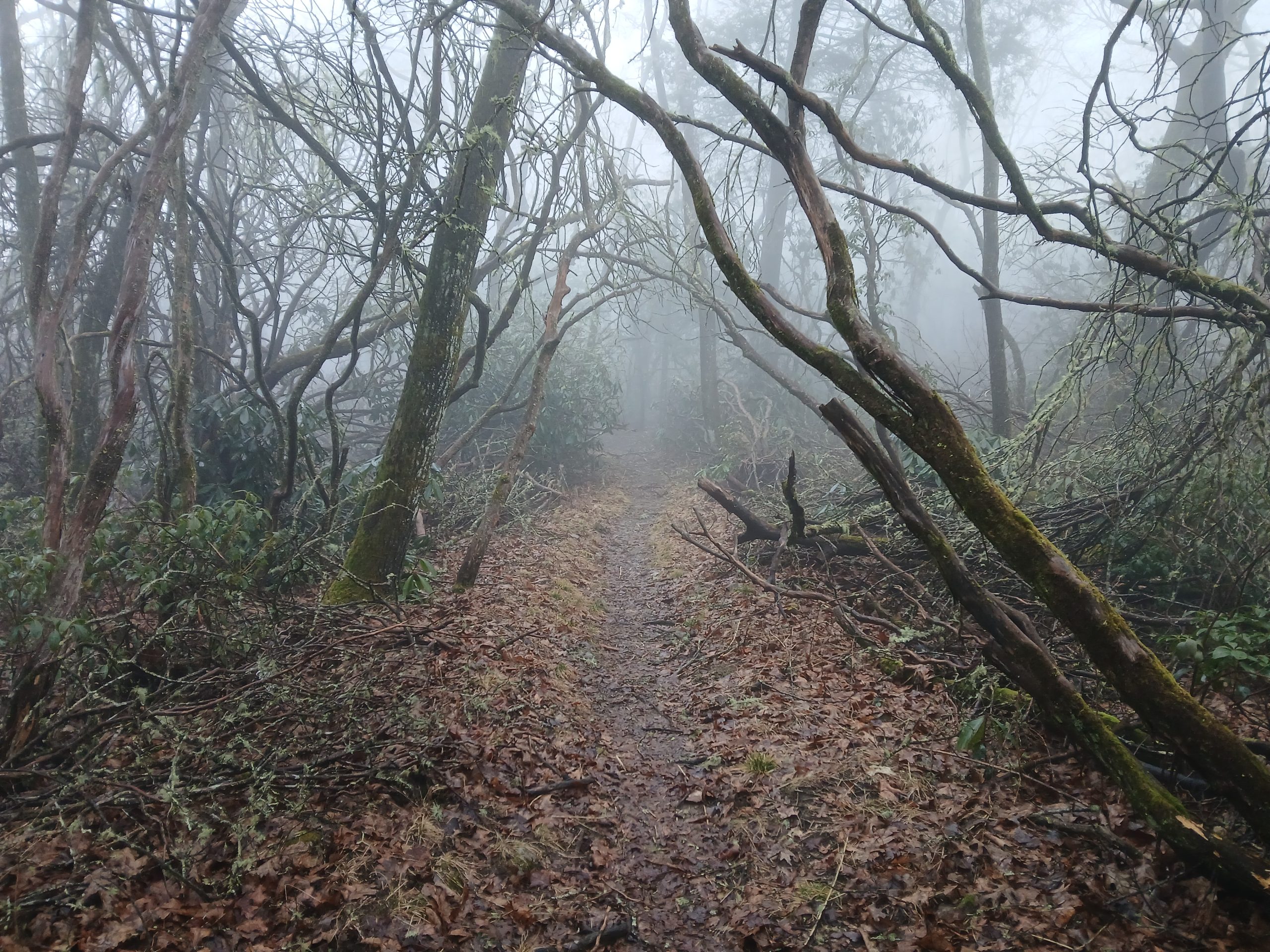 Foggy oath with rhododendrons overarching on the Appalachian Trail