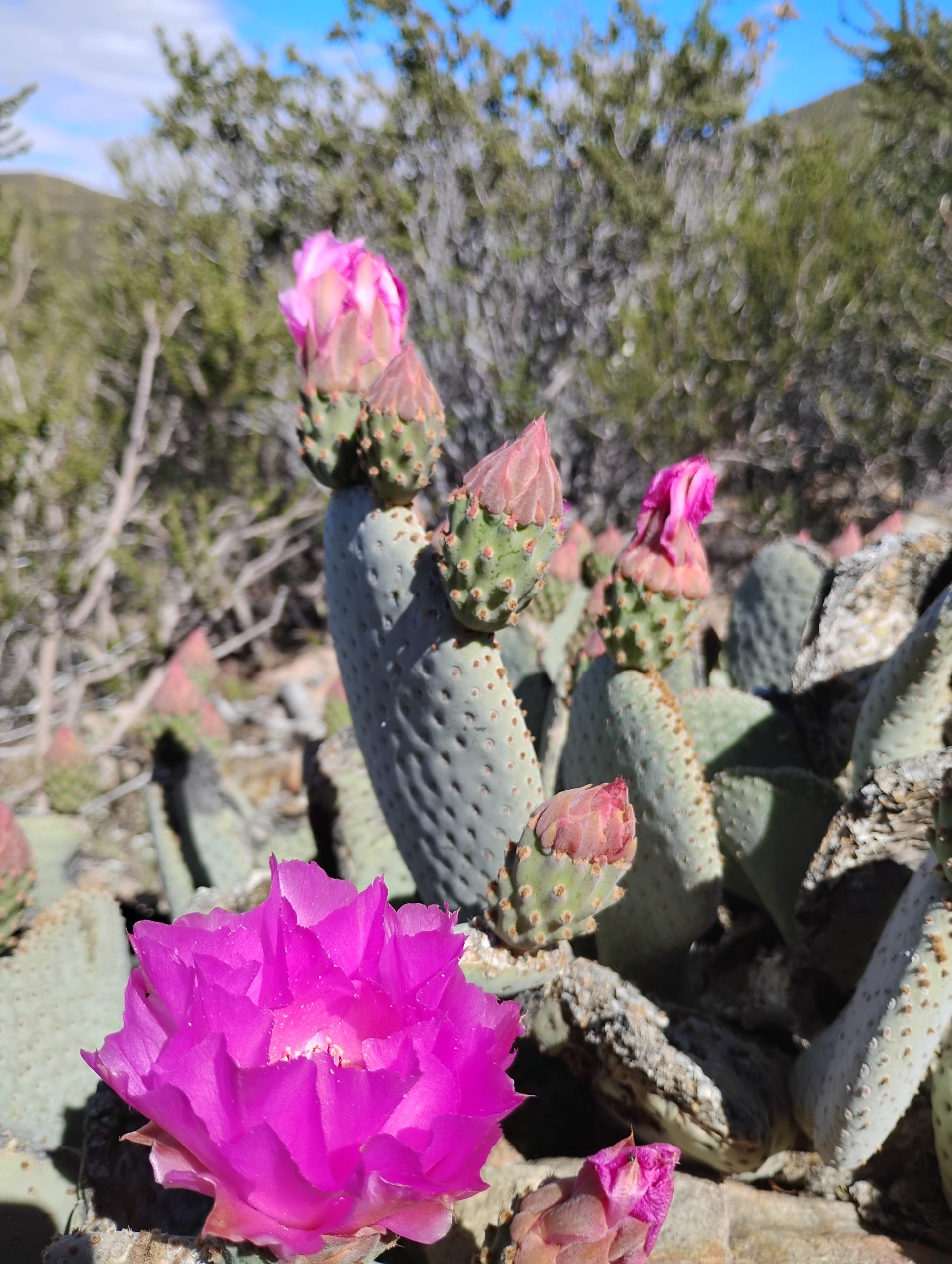 Searching for Connection in the Sonoran Desert - The Trek