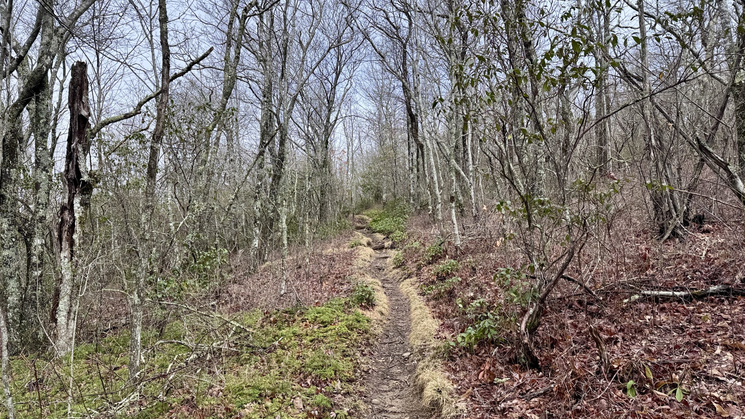 A Trail Of Ice And Fire At Wayah Bald - The Trek