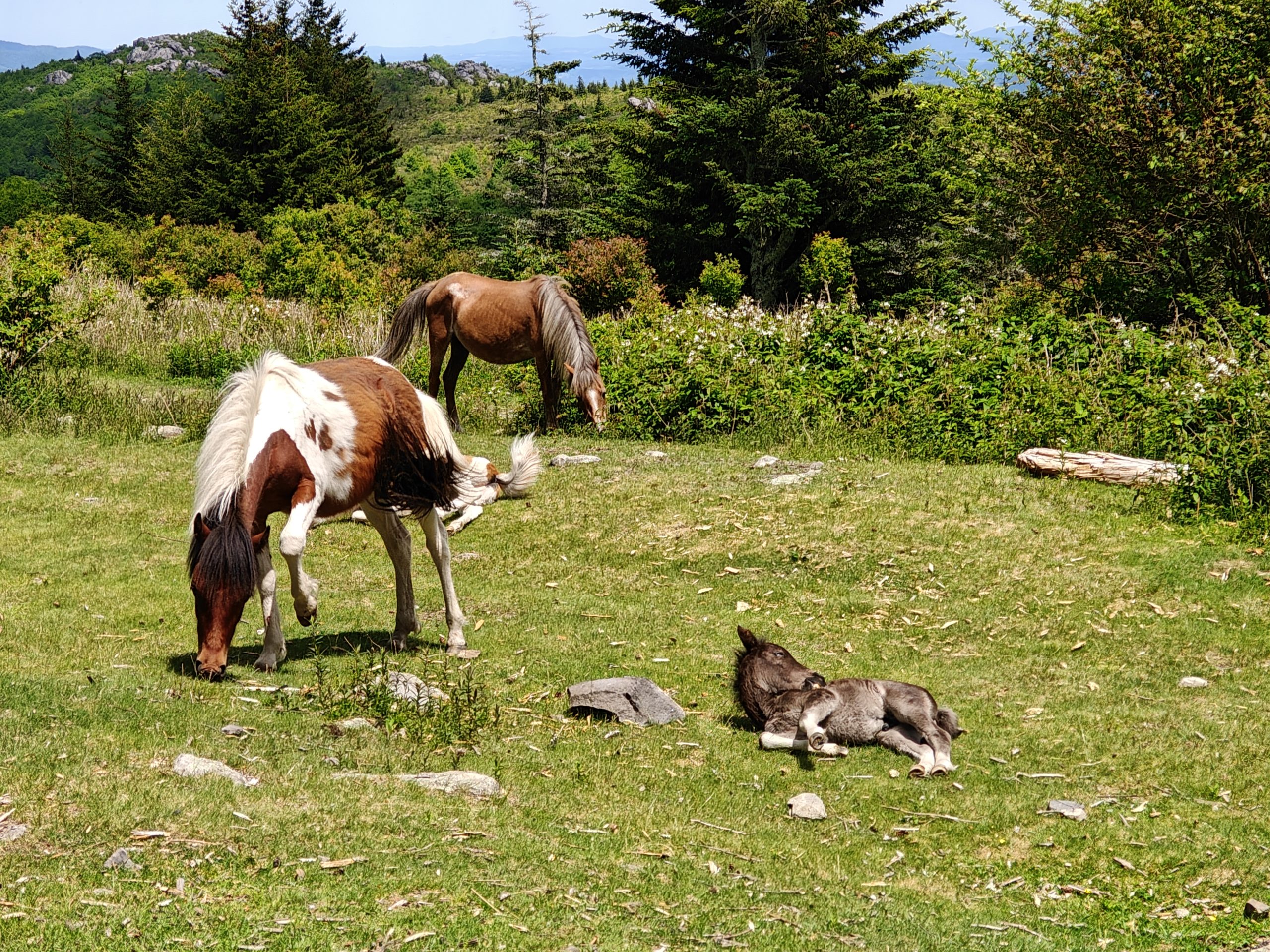 Appalachian Safari (Day 44) – The Hike Appalachian Safari (Day 44) – The Hike