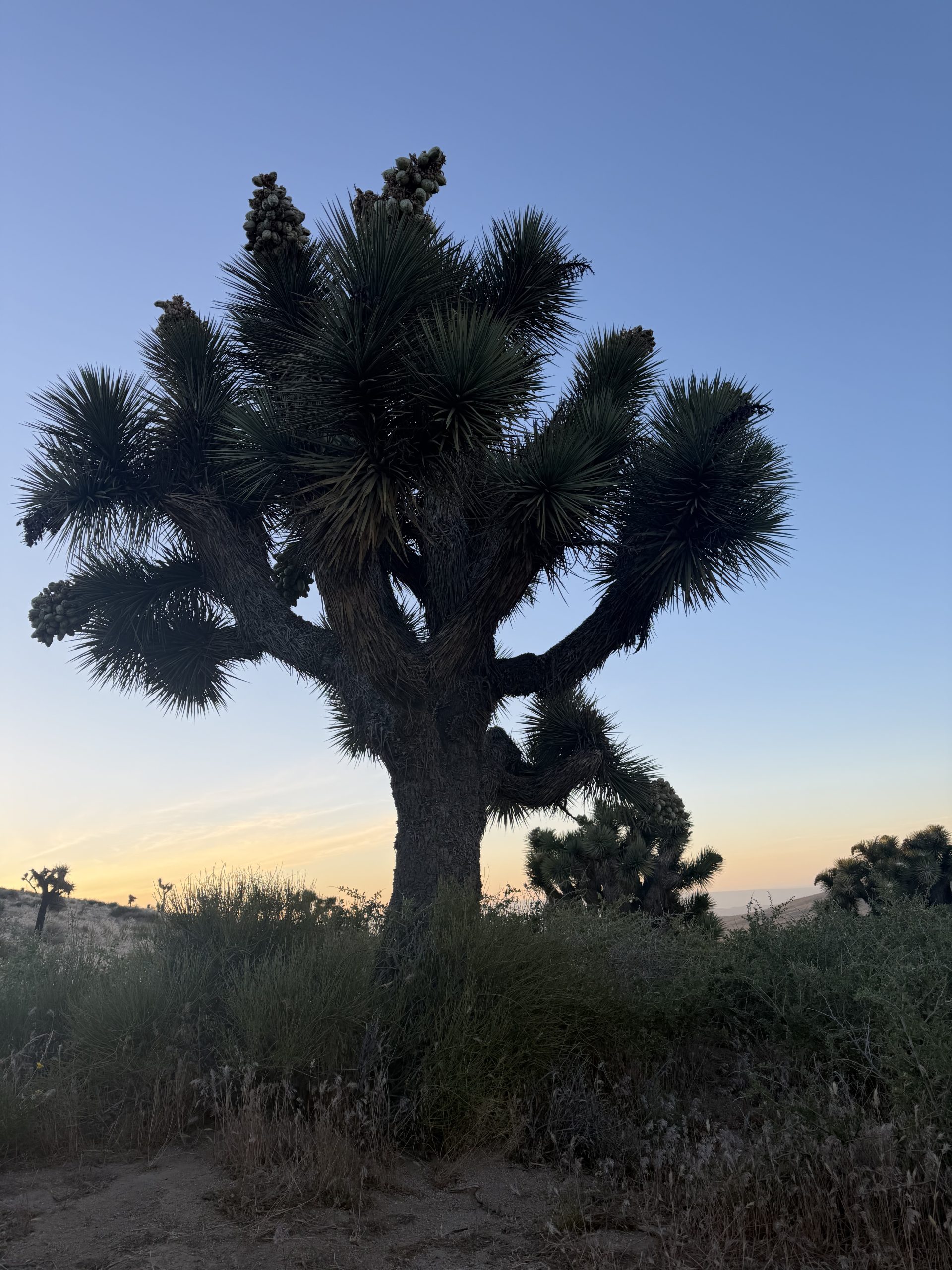 Thru Hiking The PCT: Leaving The Desert - The Trek