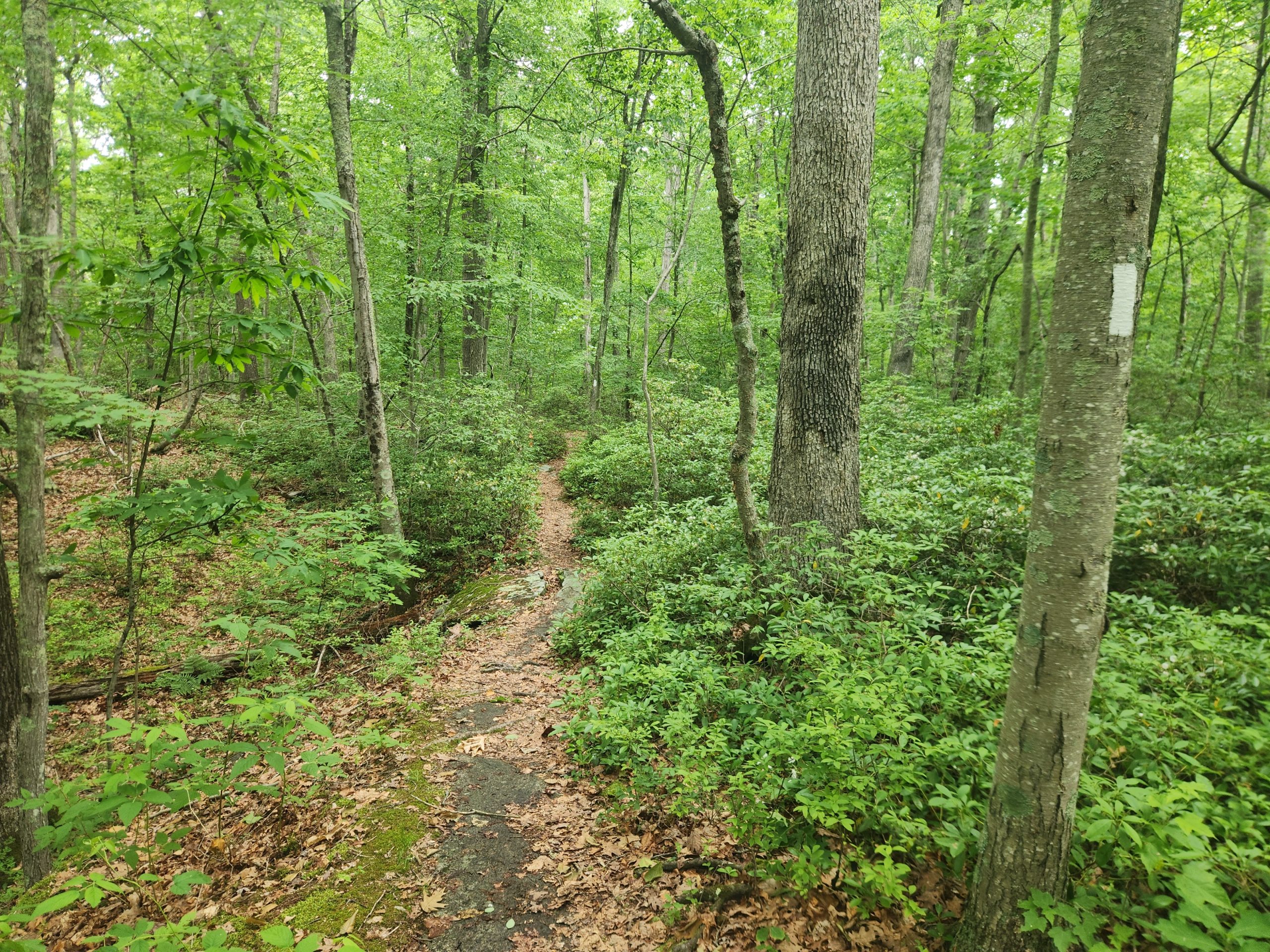 Appalachian Trail through a peaceful forest with moss covered rocks and dry leaves.