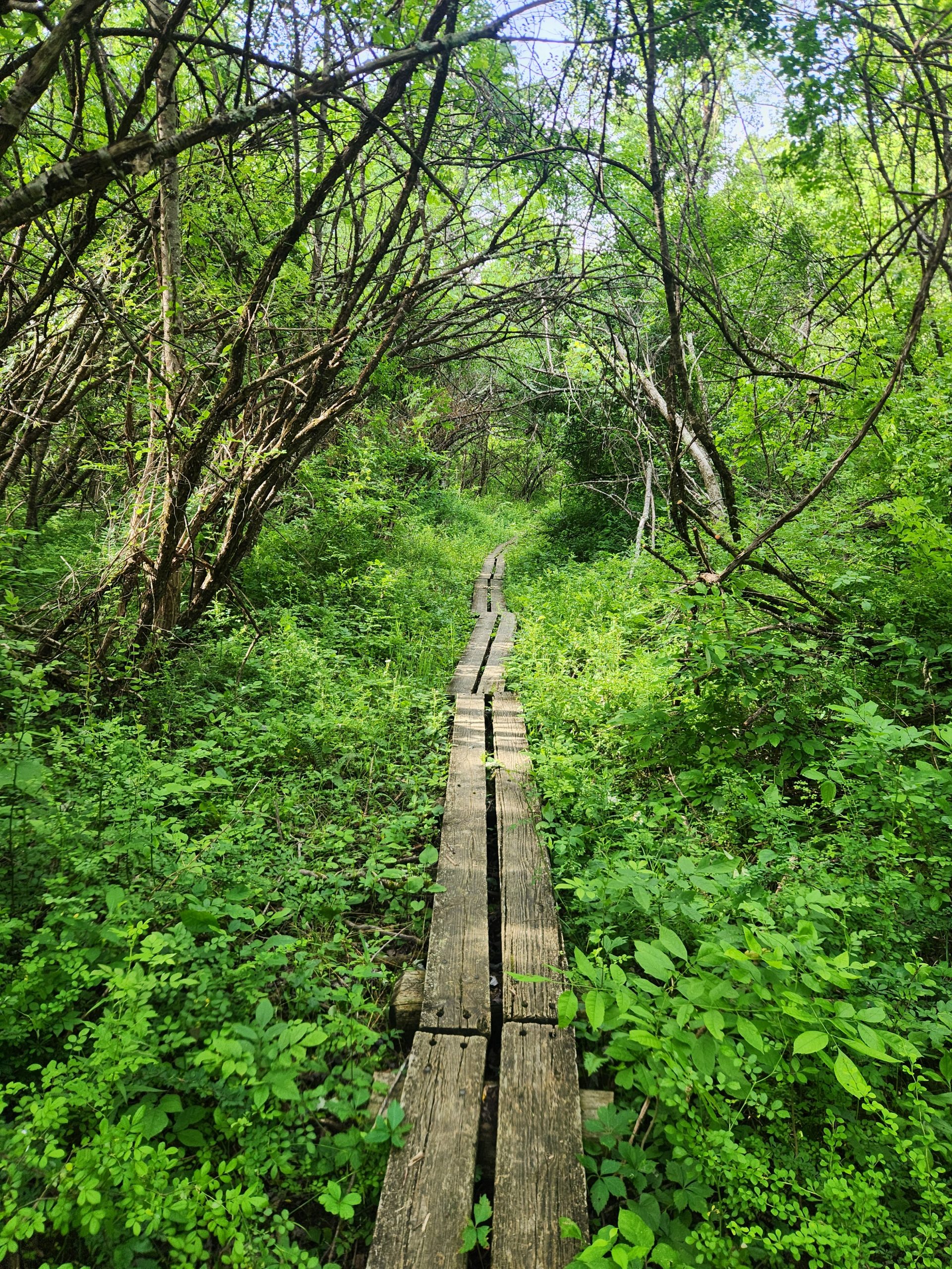 Wooden boardwalk through a fern-lined swamp on the Appalachian Trail. Caption: The hollow group of boardwalk above the swamp.