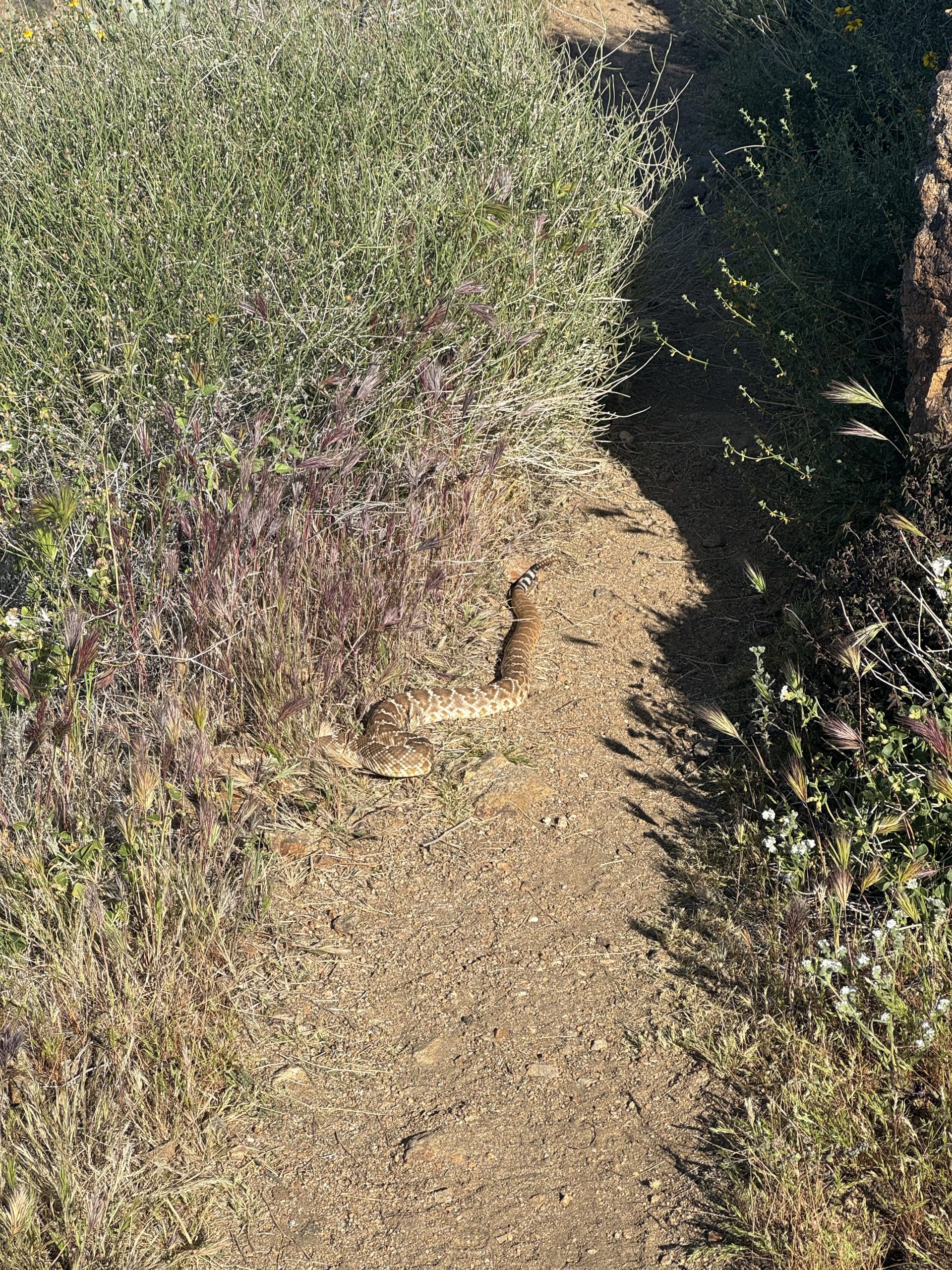 Rattlesnake on the trail outside of Julian.